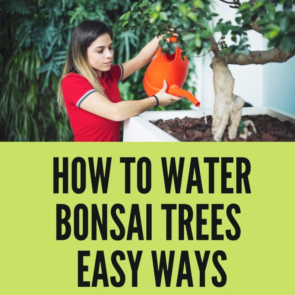 How to Water Bonsai Trees