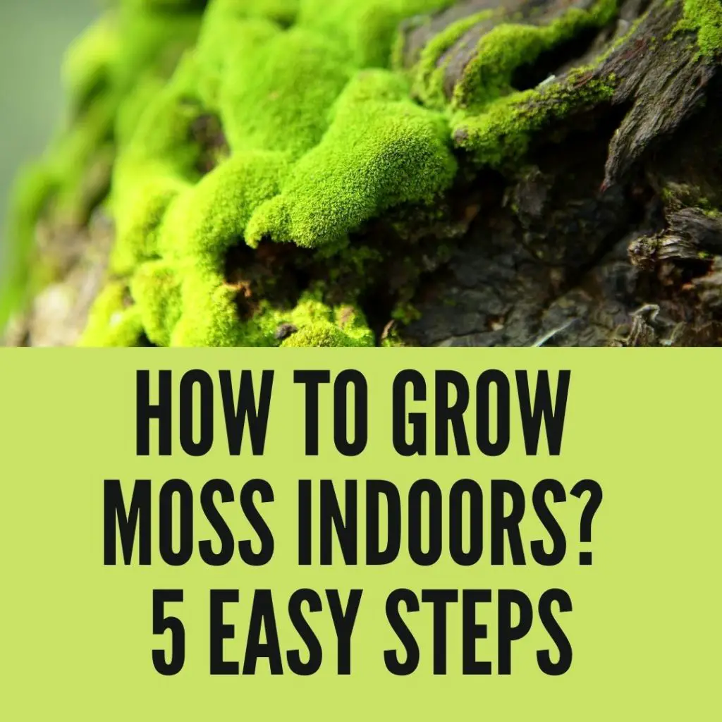 How to grow moss indoors