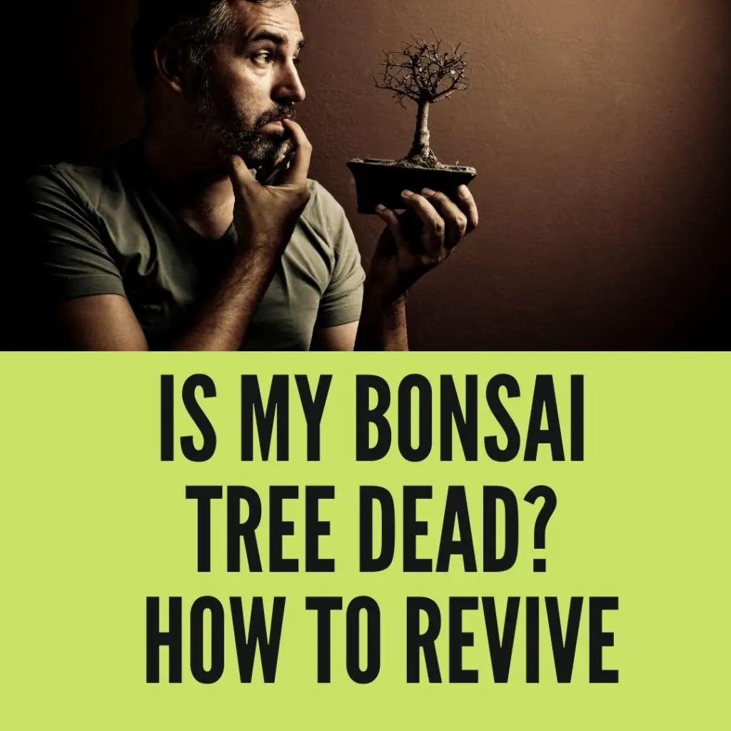 Is My Bonsai Tree Dead