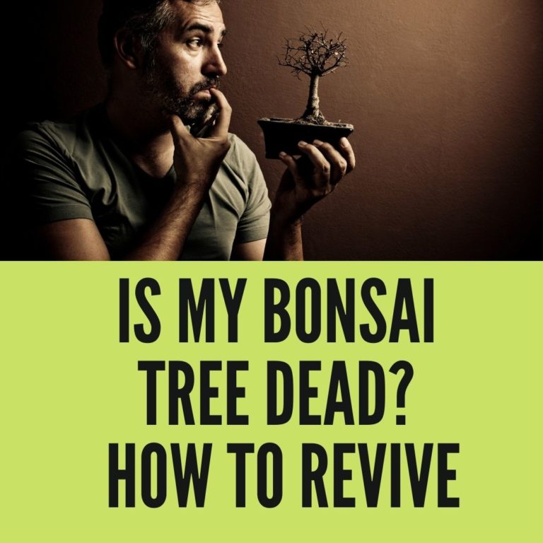 Is My Bonsai Tree Dead