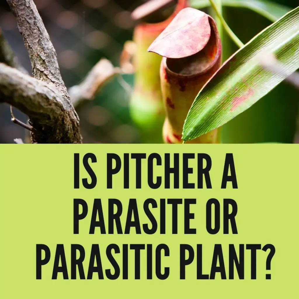Is Pitcher Plant a Parasite or Parasitic Plant?