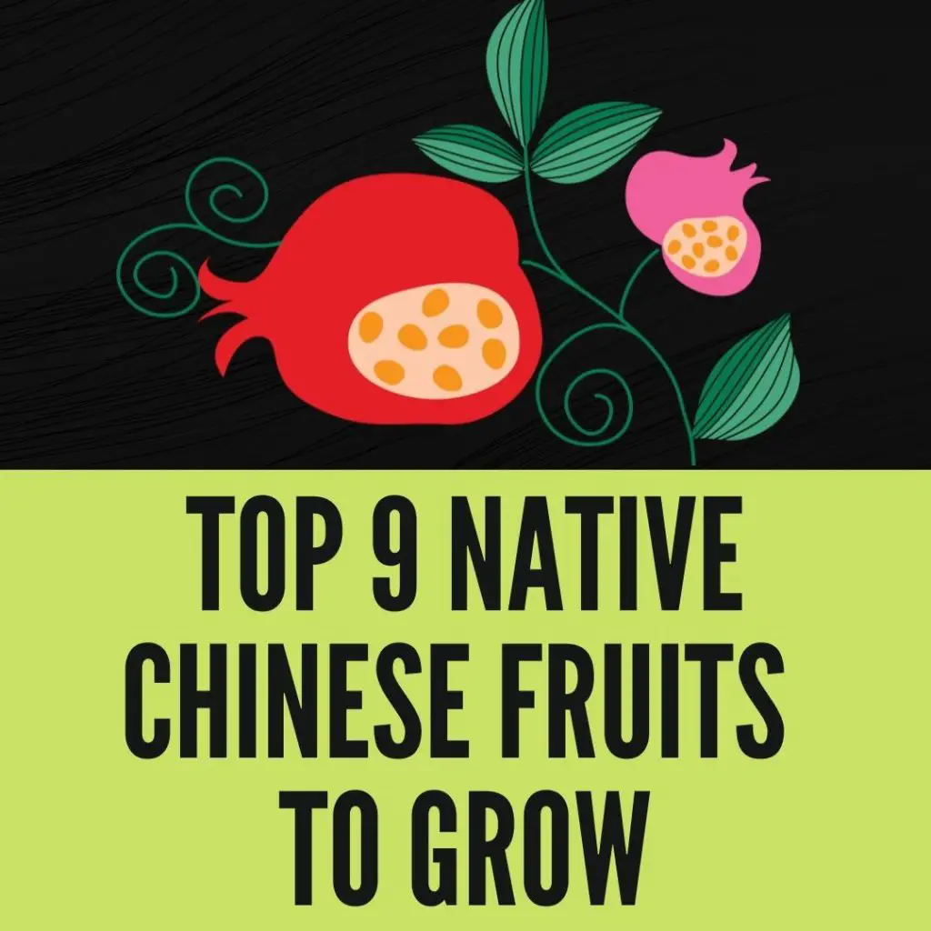 Native Chinese fruits