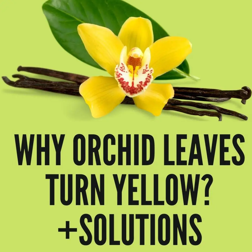 Reasons Why Do Orchid Leaves Turn Yellow