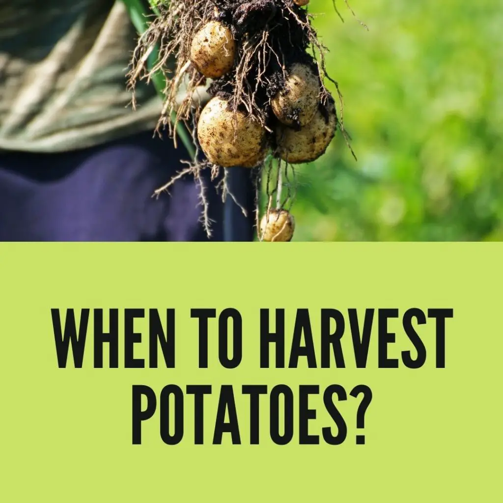 When to Harvest Potatoes?