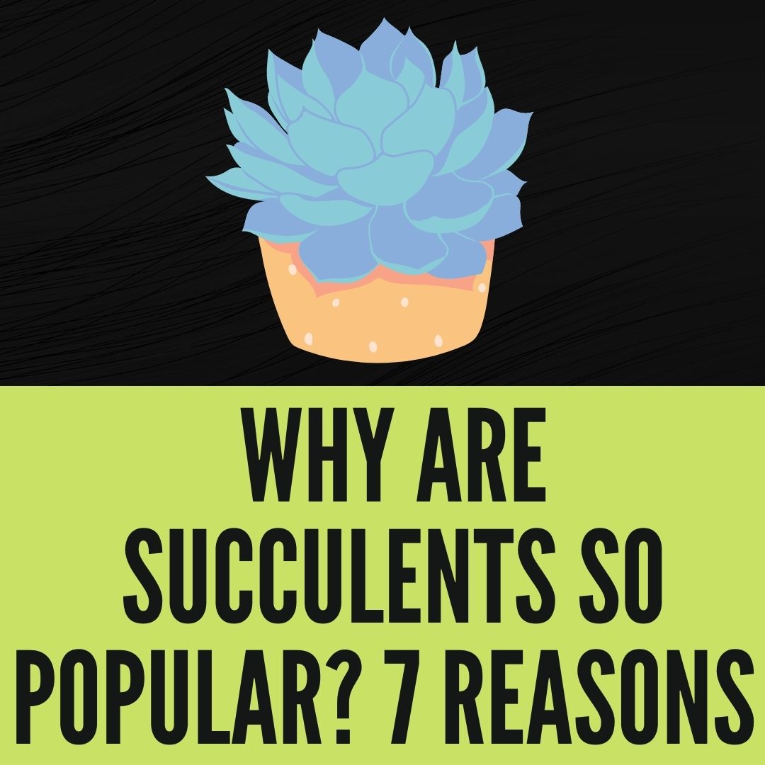 Why Are Succulents So Popular