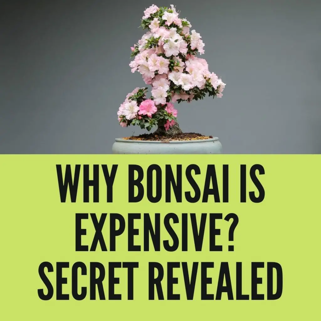 Why Bonsai Is So Expensive? Secret Revealed