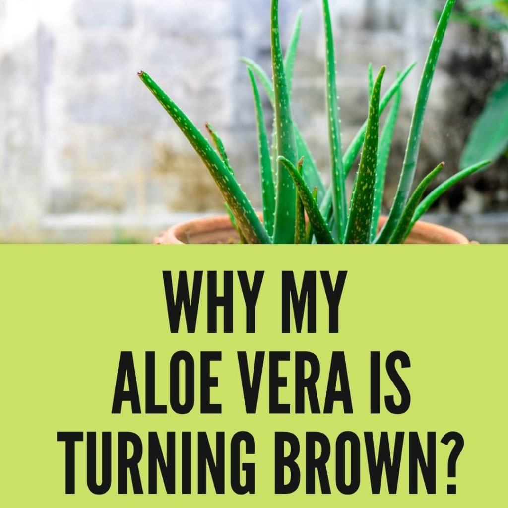 Why My Aloe Vera is Turning Brown