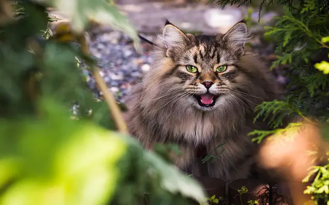 Are Bonsai Trees harmful to cats