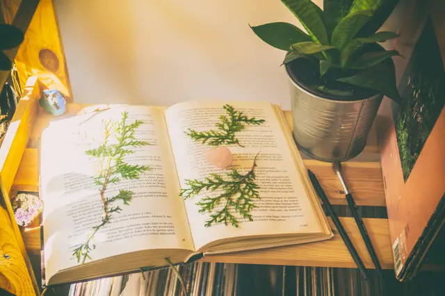 Bonsai Book