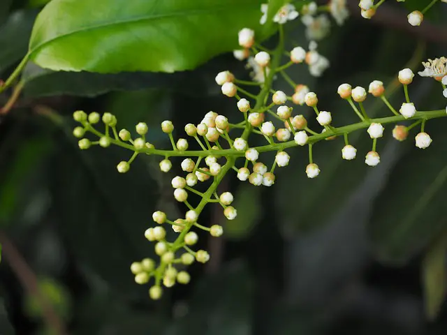 Brush Cherry Bonsai