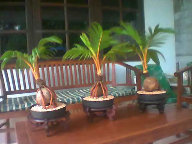 Coconut bonsai