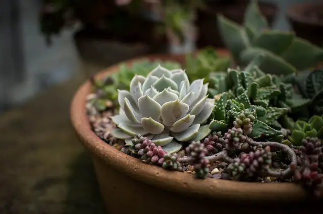 Do Succulents Like Humidity