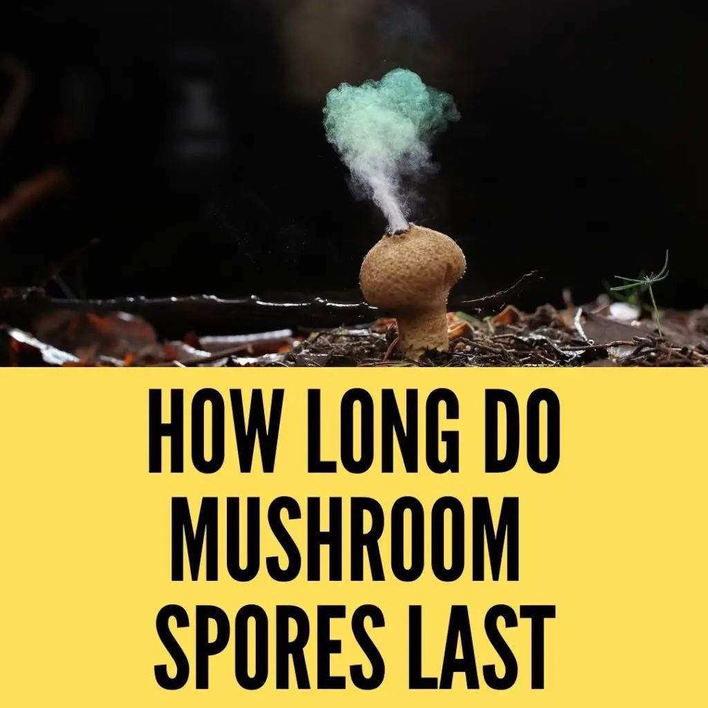 How long do mushroom spores last