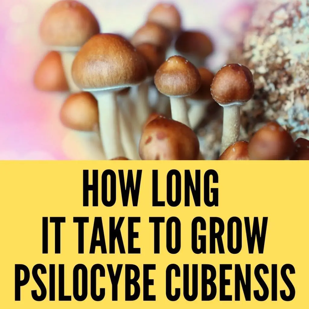 How long does it take to grow psilocybe cubensis