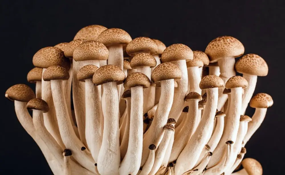 How to Grow Beech Mushrooms