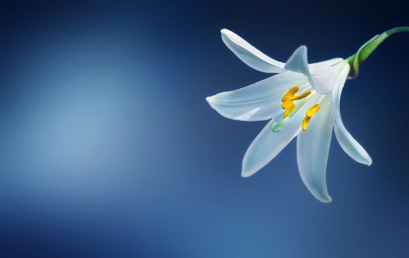 How to Grow Blue Heart Lilies