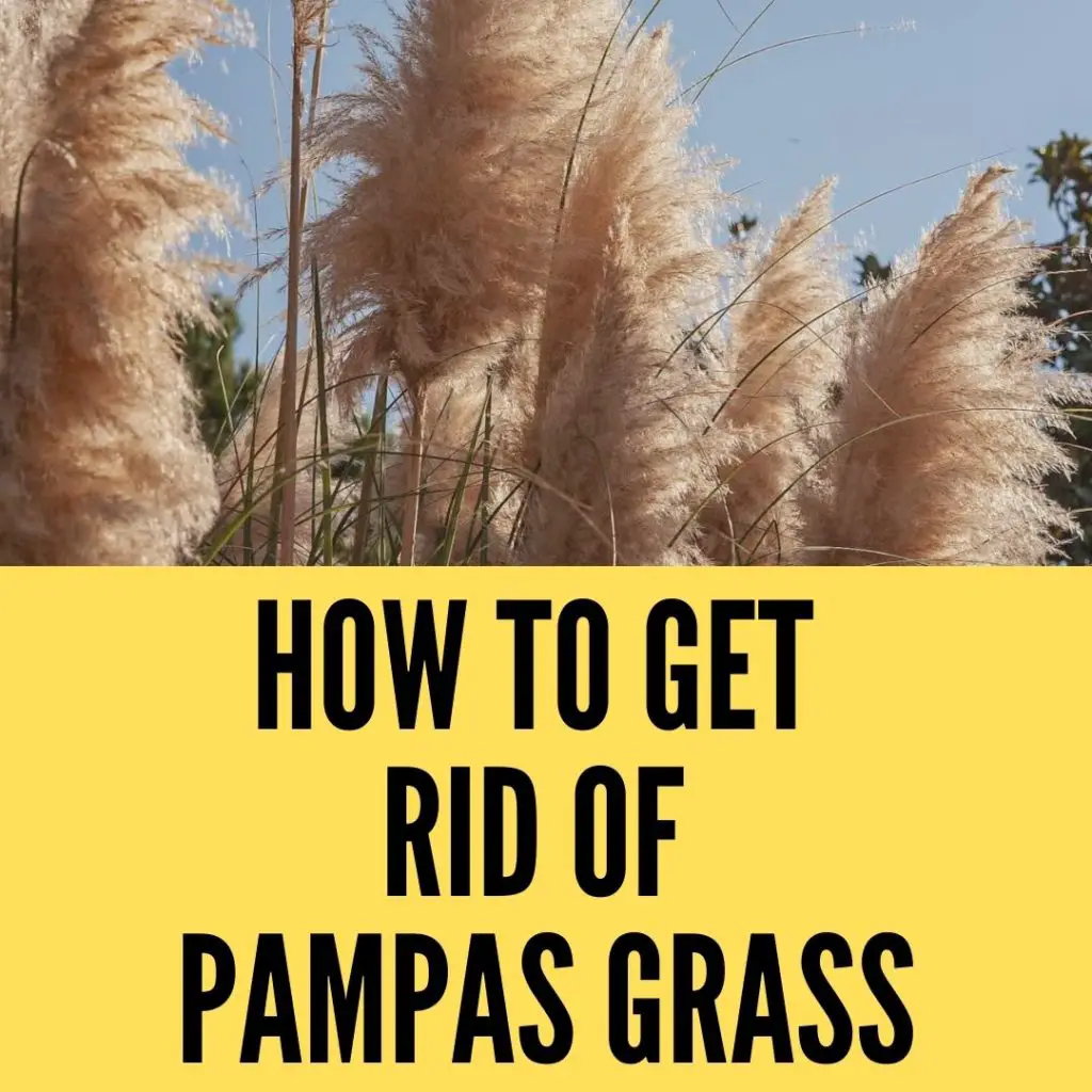 How to get rid of pampas grass