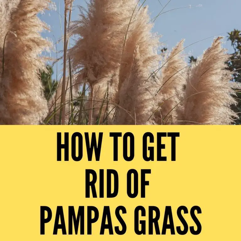 How to Get Rid of Pampas Grass from the Garden Accurately? 2023