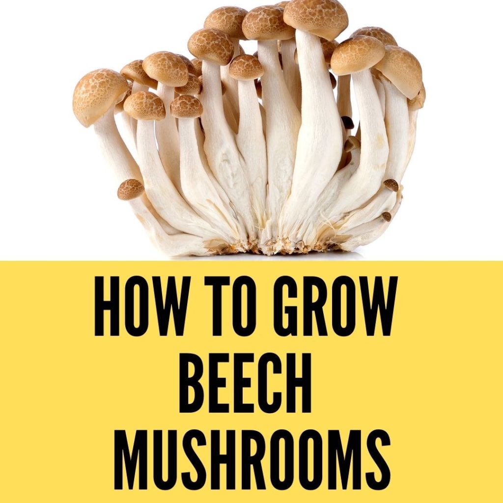 How to grow beech mushrooms