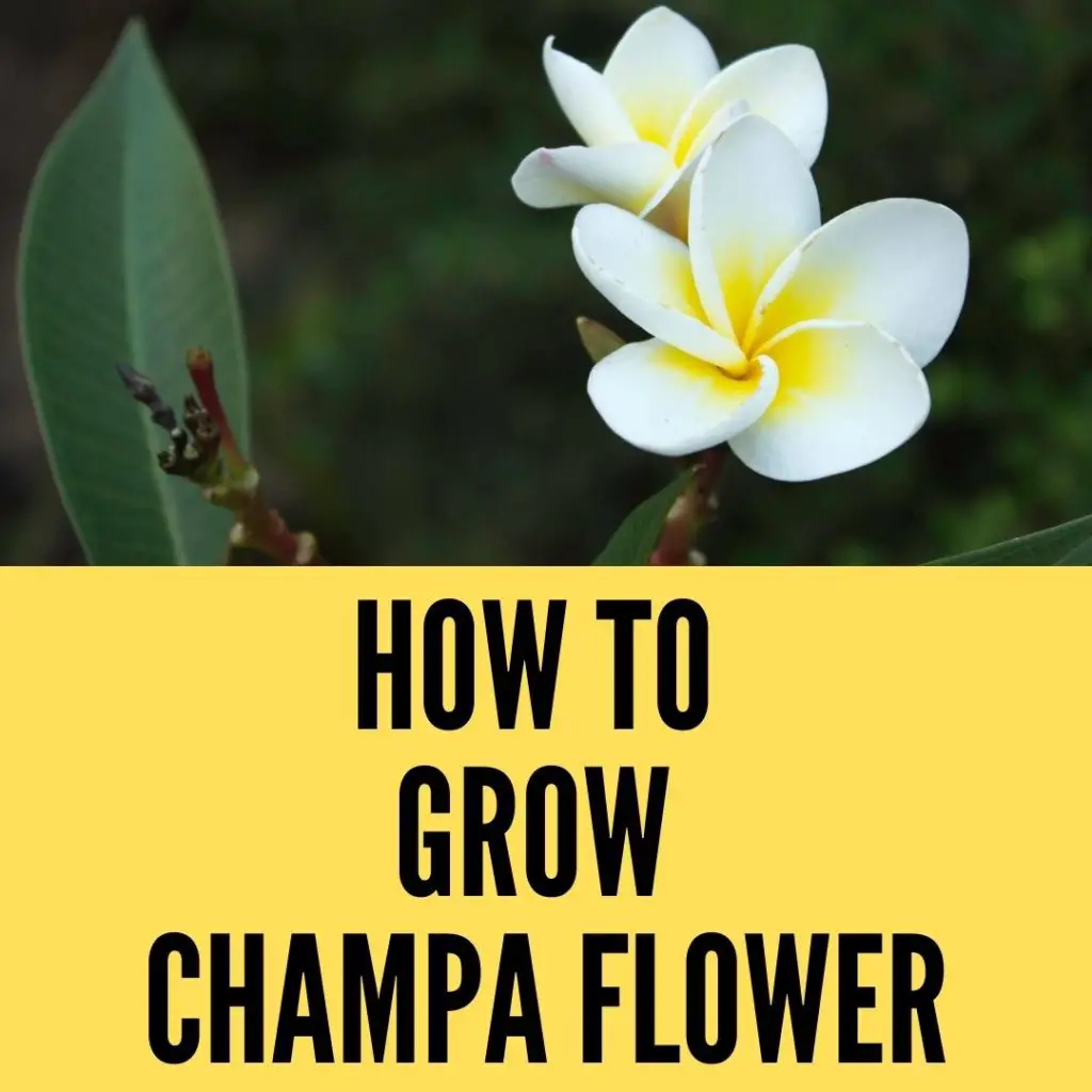 How to grow champa flower
