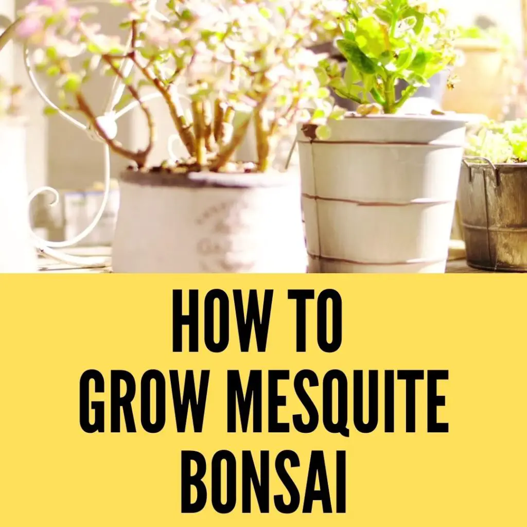 How to grow mesquite bonsai