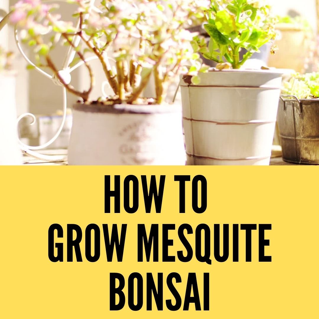 How To Grow Mesquite Bonsai in Easy Way? A Complete Guide (2023)