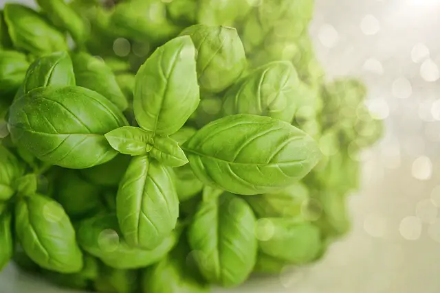 Hydroponic Basil