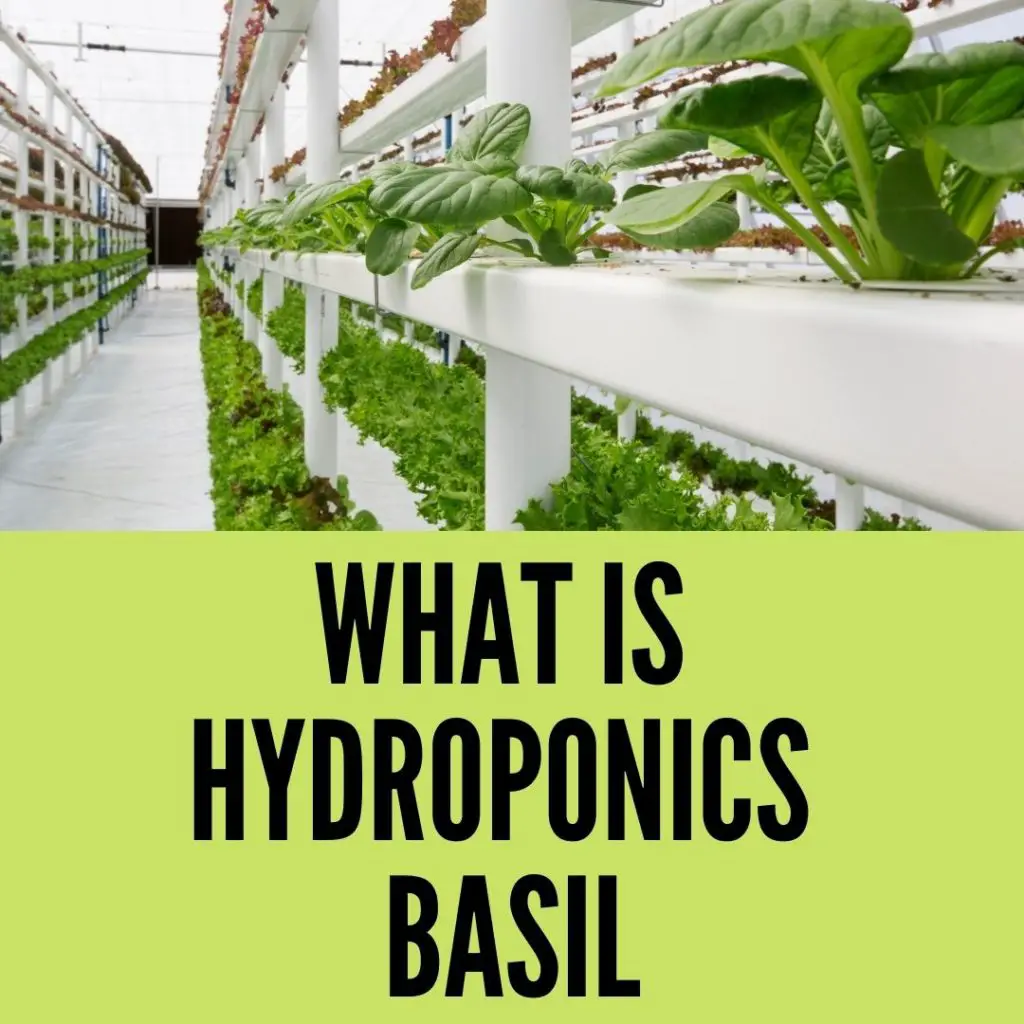 How to Grow Hydroponic Basil
