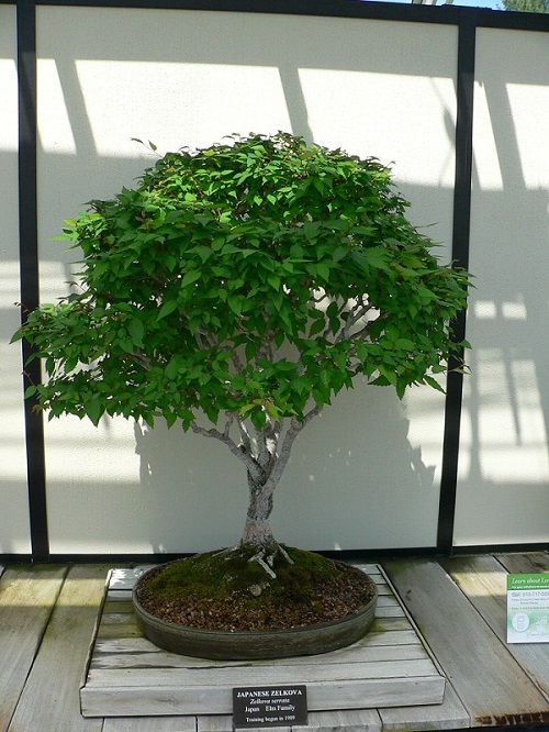 Japanese Elm Bonsai