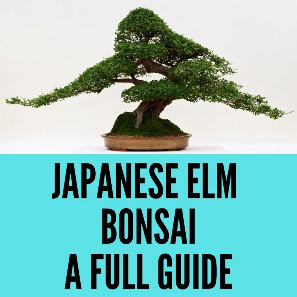 Japanese elm bonsai