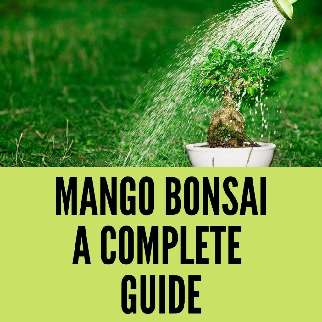 Mango bonsai