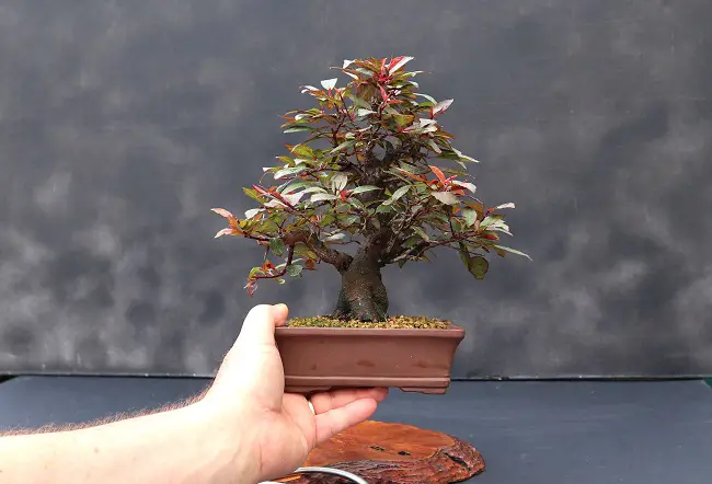 How to Grow Peach Bonsai Tree