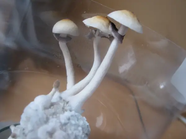 Psilocybe Cubensis