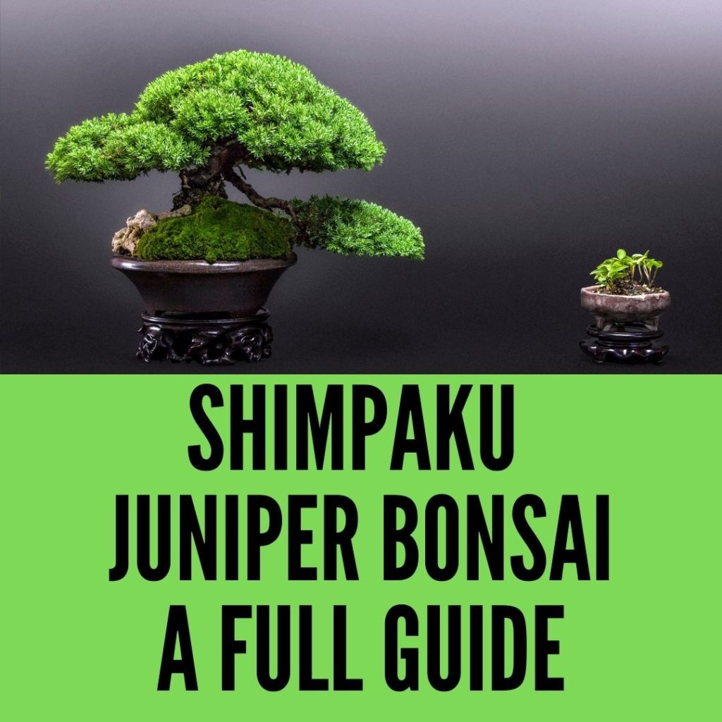 Shimpaku juniper bonsai