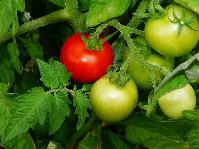 Tomato Leaves