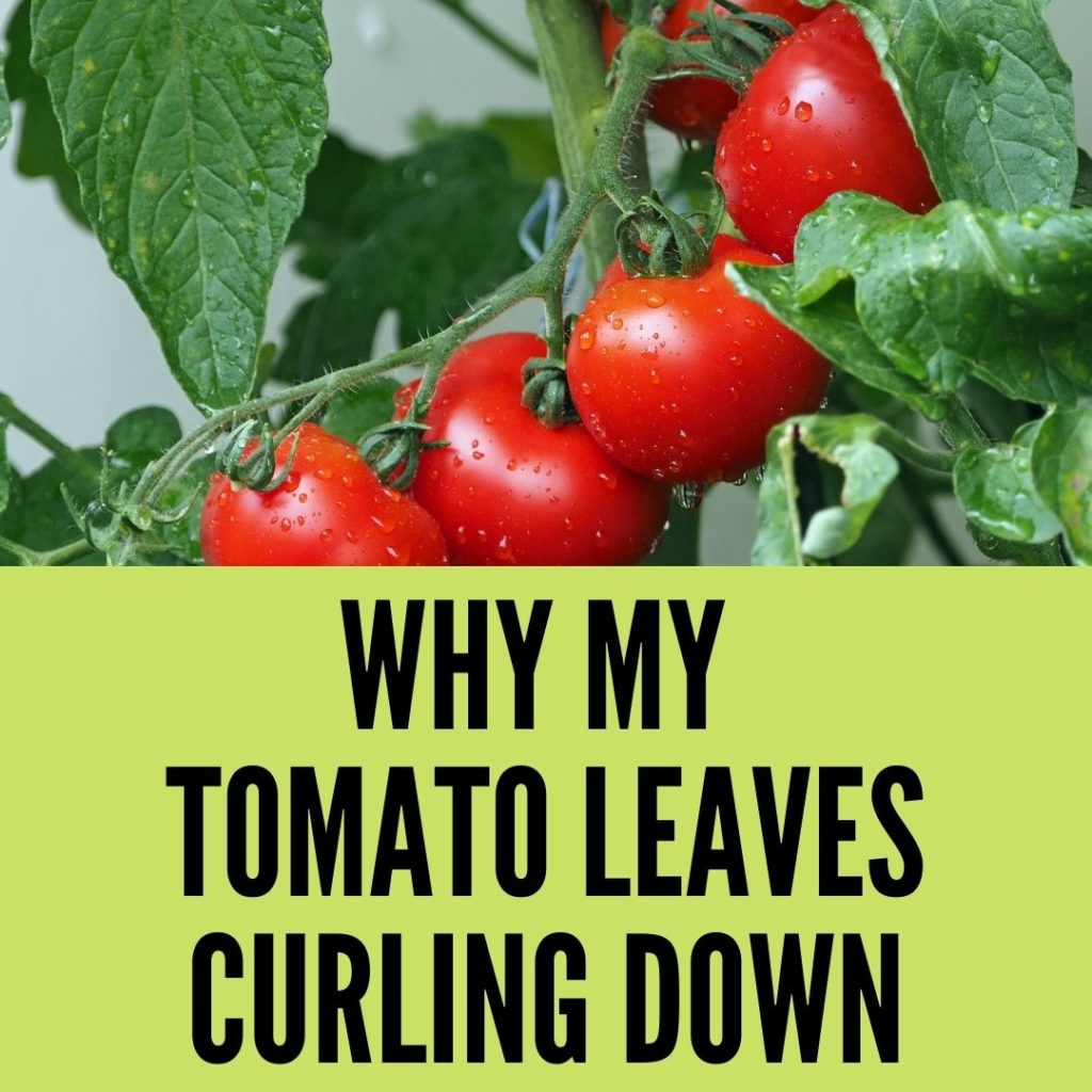 Tomato leaves curling down