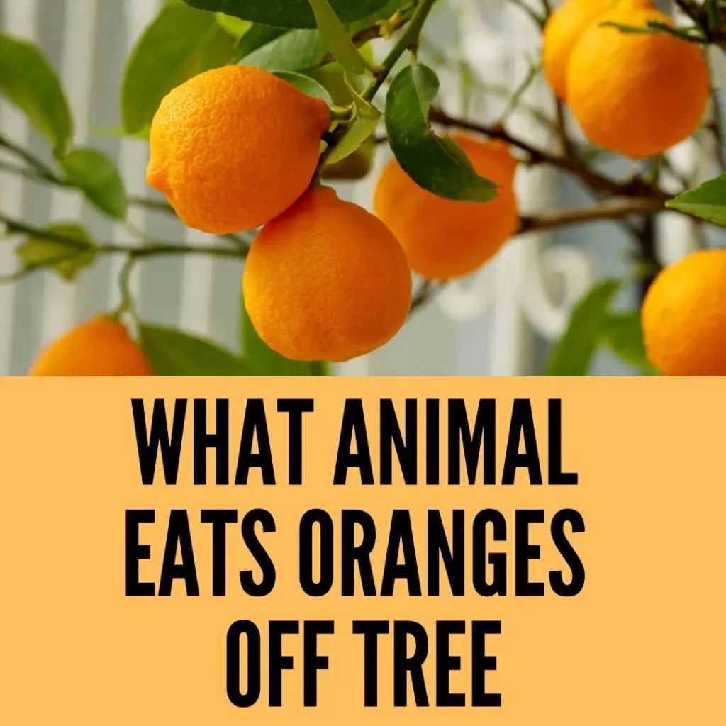 What animal eats oranges off tree