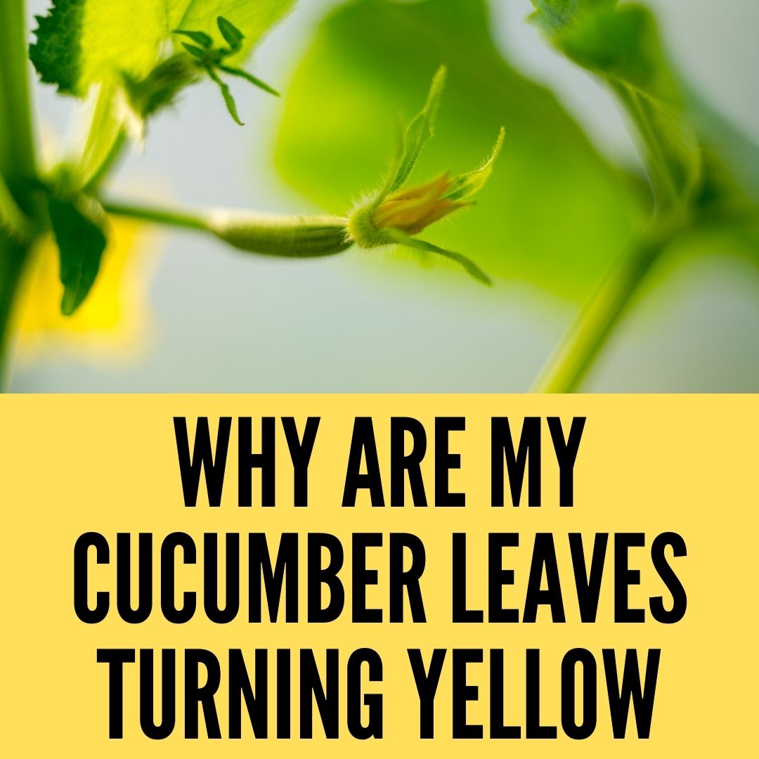 Why are my cucumber leaves turning yellow