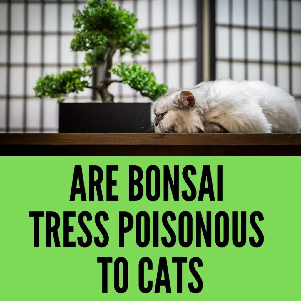 Are Bonsai Trees Harmful To Cats