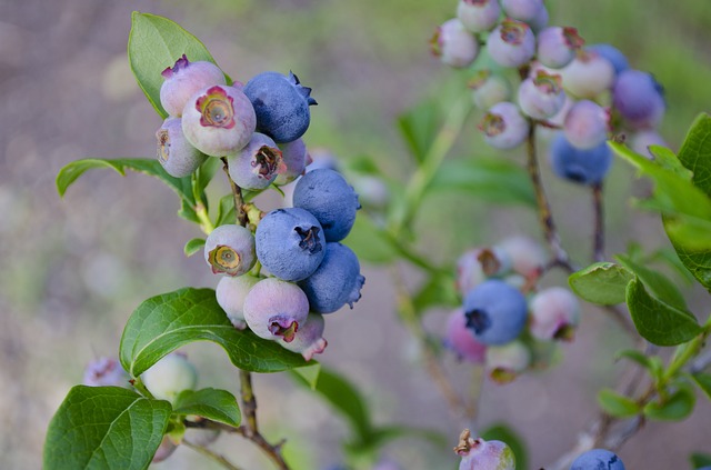 Blueberry Bonsai