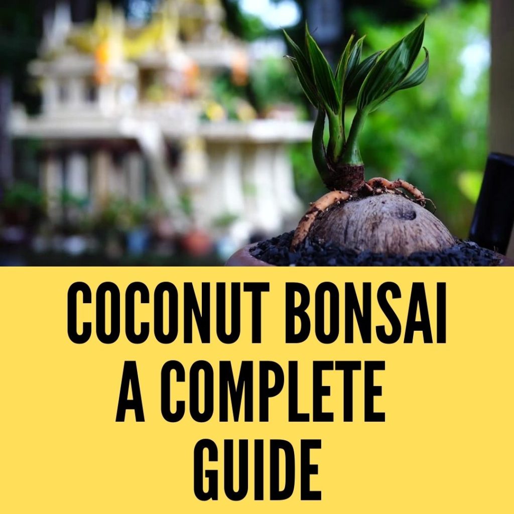 coconut bonsai