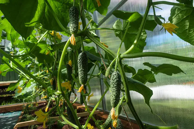 Why are my cucumber leaves turning yellow