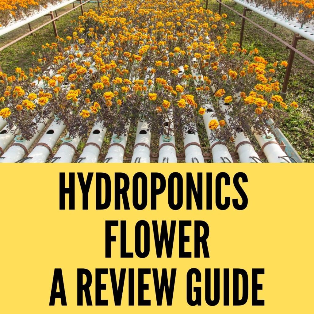 hydroponics flowers