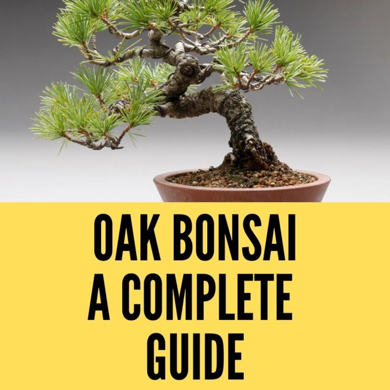 oak bonsai