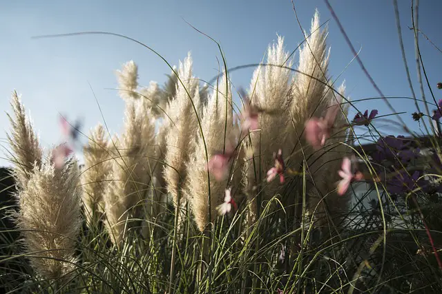 pampas grass