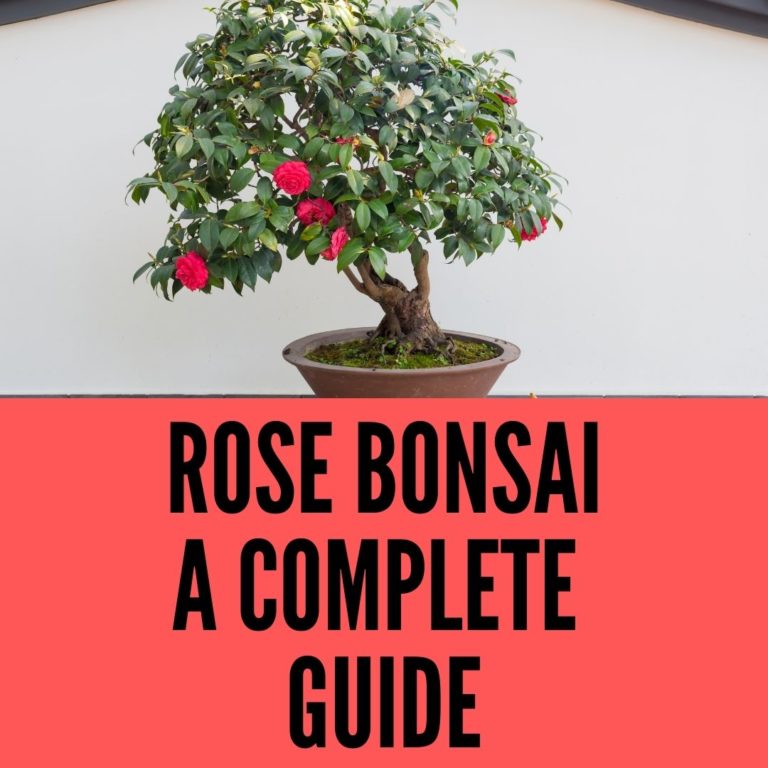 rose bonsai