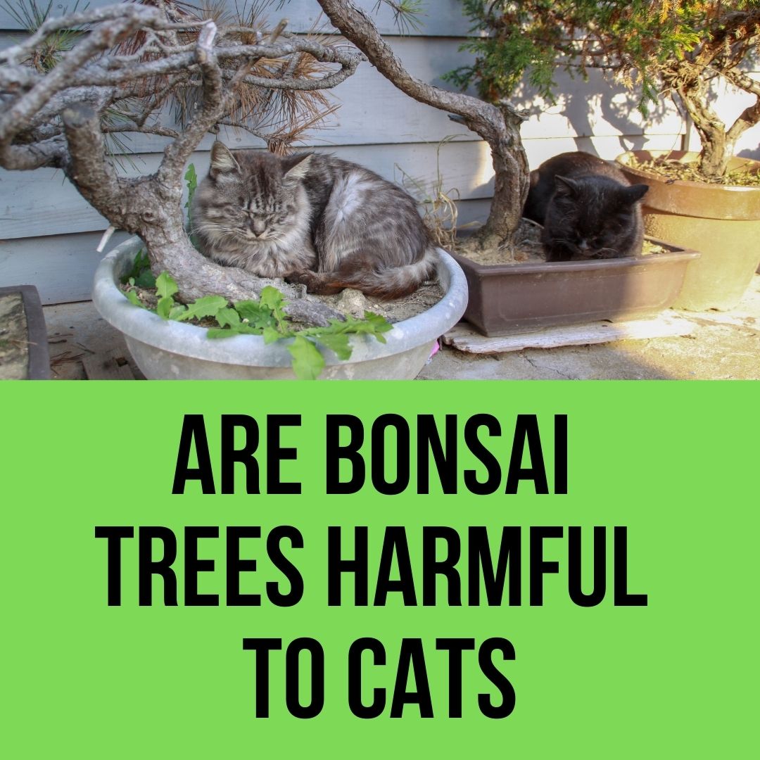 are-bonsai-trees-harmful-to-cats-2023-guide