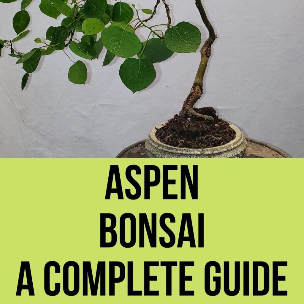 Aspen Bonsai