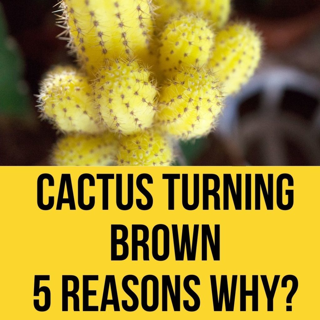 Cactus turning brown