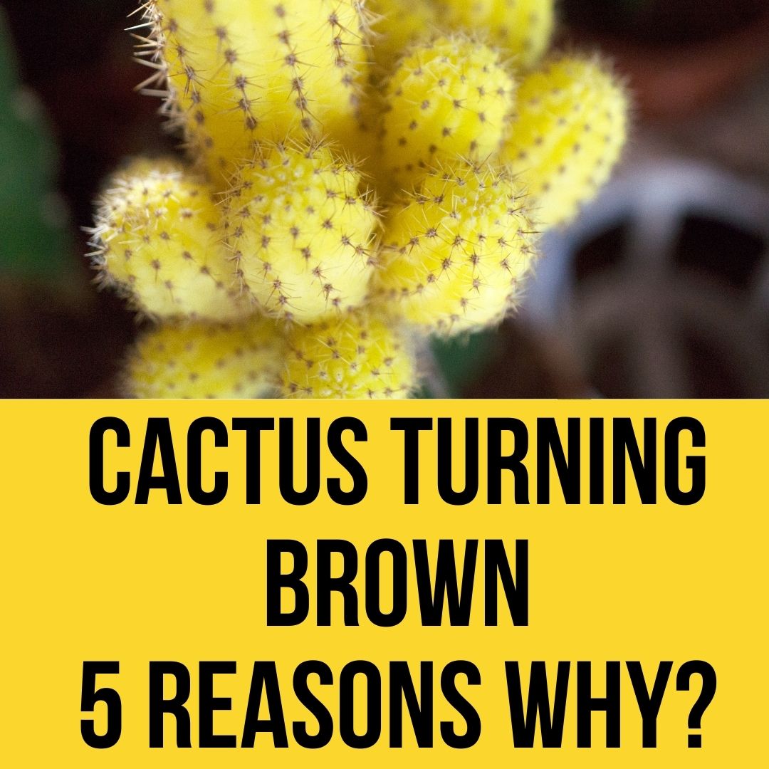 Why is My Cactus Turning Brown? Easy Answer (2023)